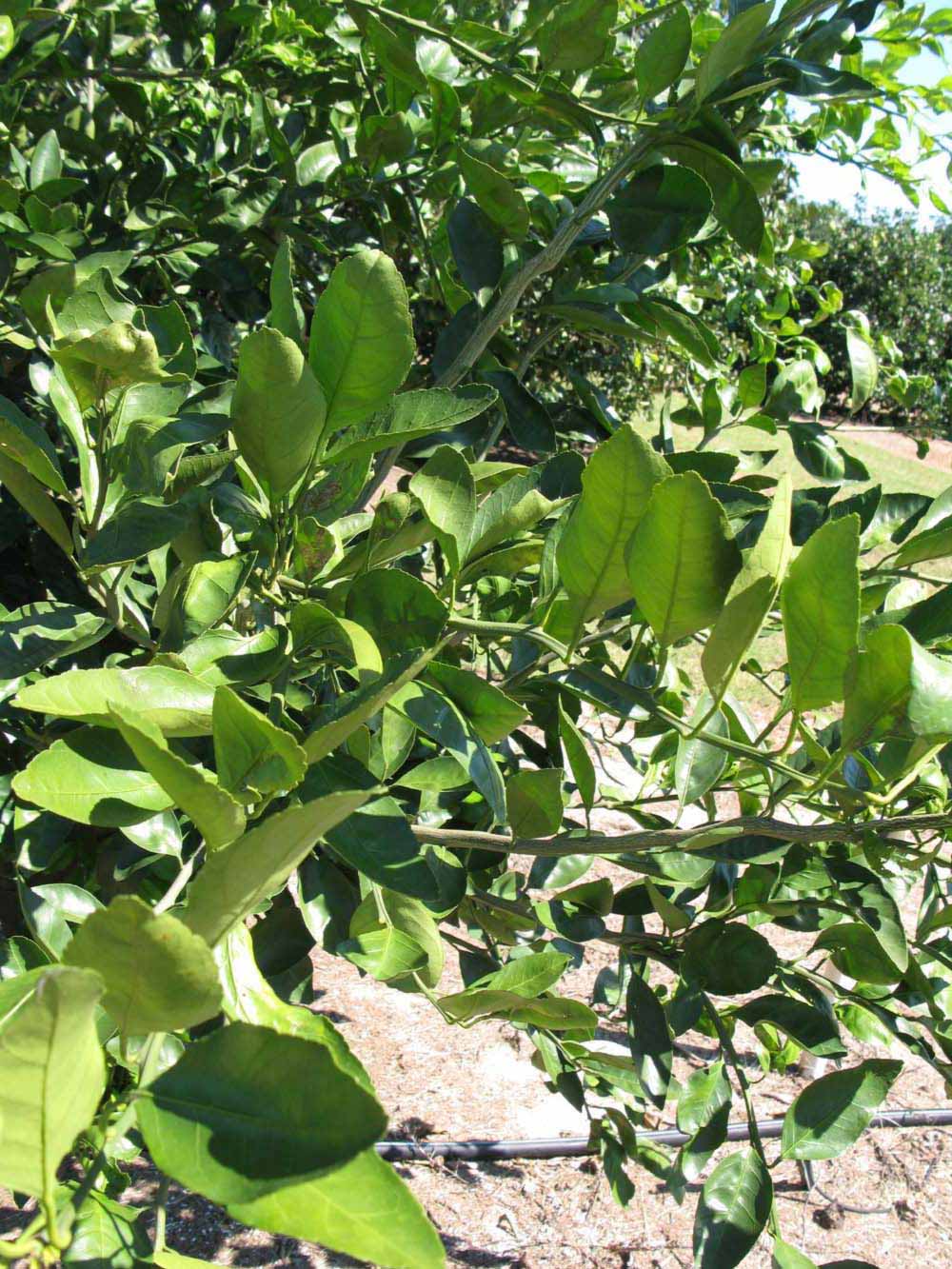              Sun leaves (Winter Haven, FL)       